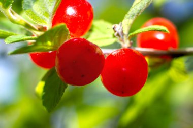 Kırmızı çilekli Çin kirazı. Dalında yapraklar var. Güneş ışığı altında.