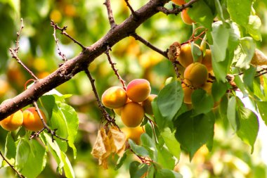yeşil yaprakları ile yakın bir dal üzerinde olgun kayısı