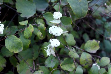 Sonbaharda, ağ örme perspektifinin çitleri boyunca bir dalda beyaz böğürtlenlerle birlikte kar çileği.