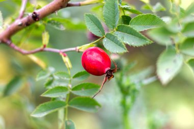 Olgun, sulu kırmızı gül kalçaları, bahçedeki dallara asılıyor.