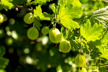 yakın çekim dalında yeşil bektaşi üzümü meyveleri