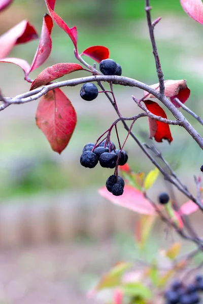 Modré Bobule Chokeberry Visí Větvích Bez Listí Podzimním Detailu — Stock fotografie