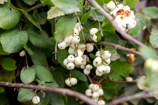 Snowberry Autunno Con Bacche Bianche Ramo Lungo Recinzione Della Rete — Foto Stock
