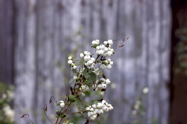 Snowberry Autunno Con Bacche Bianche Ramo Lungo Recinzione Della Rete — Foto Stock