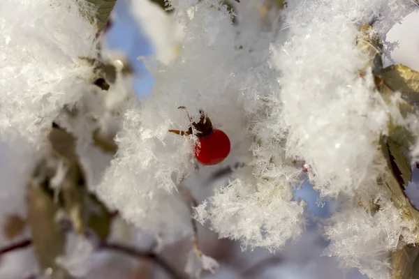 Rosa Canina Rossa Pendono Rami Senza Foglie Inverno Ricoperti Neve — Foto Stock