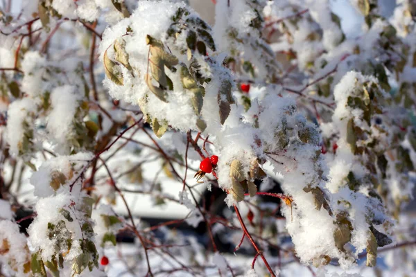 Rosa Canina Rossa Pendono Rami Senza Foglie Inverno Ricoperti Neve — Foto Stock