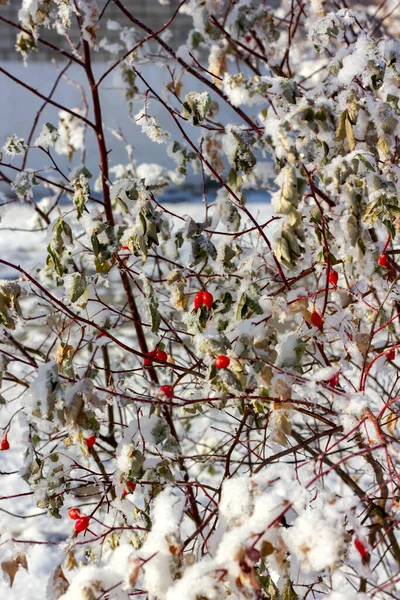 Rosa Canina Rossa Pendono Rami Senza Foglie Inverno Ricoperti Neve — Foto Stock