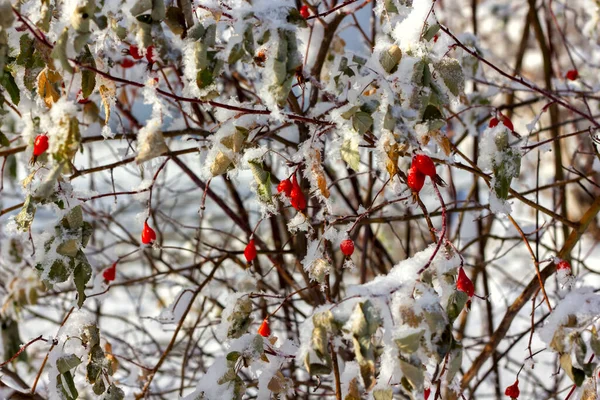 Rosa Canina Rossa Pendono Rami Senza Foglie Inverno Ricoperti Neve — Foto Stock