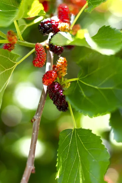 Ljusa Bär Mullbär Rosa Röda Och Svarta Färger Sjunger Gren — Stockfoto