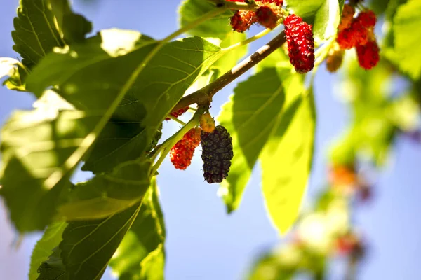 Bright Berries Mulberry Pink Red Black Colors Singing Branch Sunlight — Stock Photo, Image