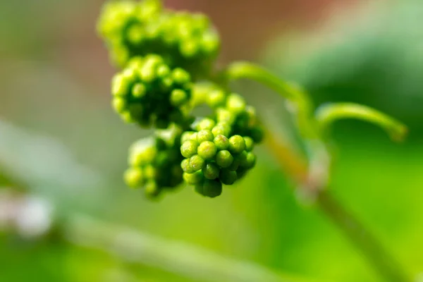 Piccolo Germoglio Fiori Uva Verde Primo Piano Germe — Foto Stock