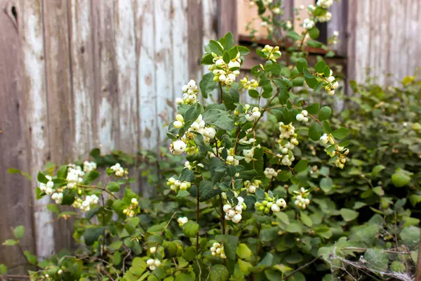 Snowberry Autunno Con Bacche Bianche Ramo Lungo Recinzione Della Rete — Foto Stock