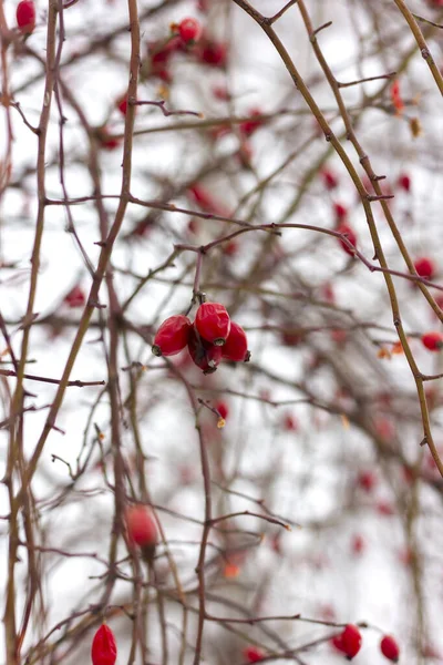 Rosa Canina Rossa Pendono Rami Senza Foglie Inverno Ricoperti Neve — Foto Stock