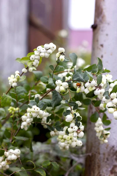 Snowberry Φθινόπωρο Λευκά Μούρα Ένα Κλαδί Κατά Μήκος Του Φράχτη Royalty Free Εικόνες Αρχείου