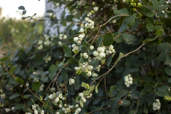 Snowberry Φθινόπωρο Λευκά Μούρα Ένα Κλαδί Κατά Μήκος Του Φράχτη Εικόνα Αρχείου