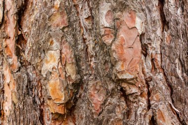 desen arka plan kabuğu açık kahverengiden koyu kahverengiye yakın çekim pulları ile