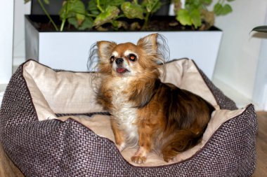 Kanepede oturan uzun saçlı küçük bir Chihuahua köpeği.