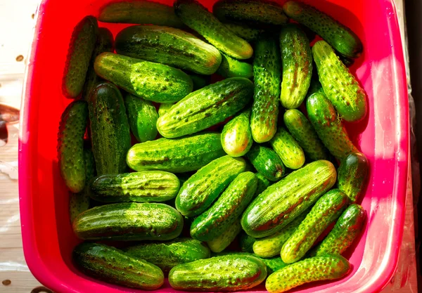 Green Fresh Crispy Cucumbers Filled Cold Water Basin Further Salting — Stock Photo, Image
