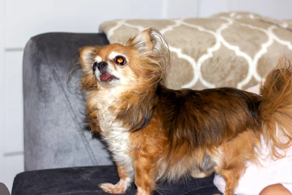 红色长毛的小奇瓦瓦犬坐在沙发上 — 图库照片