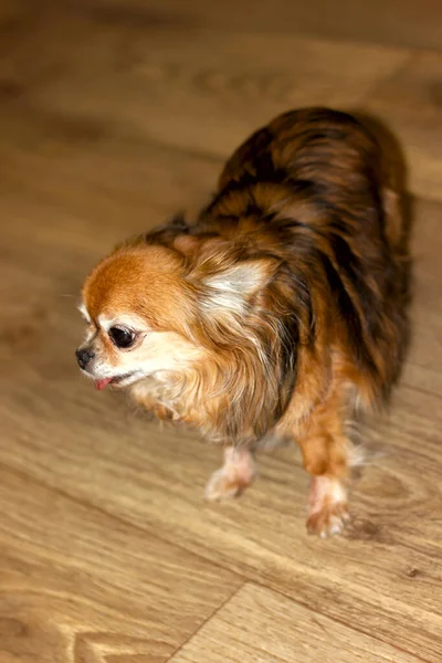红色长毛的小奇瓦瓦犬站在木地板上特写 — 图库照片
