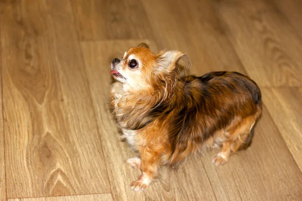 红色长毛的小奇瓦瓦犬站在木地板上特写 — 图库照片