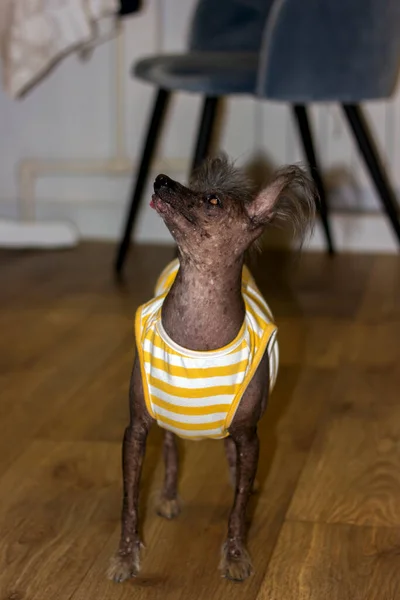 Pequena Raça Cão Doméstico Crista Chinesa Tornou Velho Desdentado Careca — Fotografia de Stock