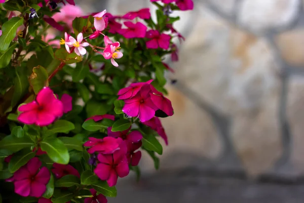 Rózsaszín Begónia Virágok Közelkép Egy Fal Háttér Hely Szöveg — Stock Fotó