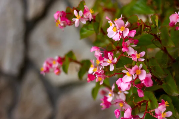 Rózsaszín Begónia Virágok Közelkép Egy Fal Háttér Hely Szöveg — Stock Fotó