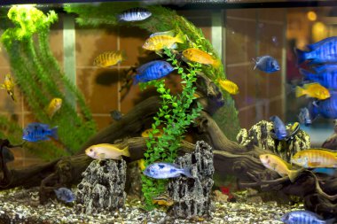 Büyük bir akvaryumdaki parlak tropikal balıklar, yosun ve ağaç dalları arasında yüzerler.