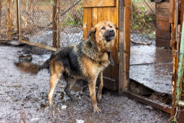 Bahçede zincirlenmiş büyük bir bekçi köpeği yağmurda havlar.