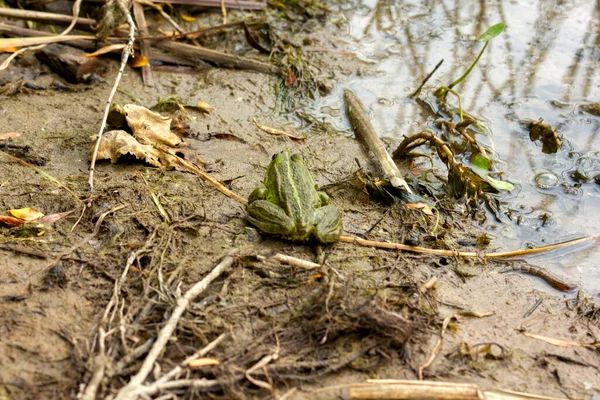 Adult Big Green Frog Sitting Shore Pond Sandy Beach Close — Stock Photo, Image