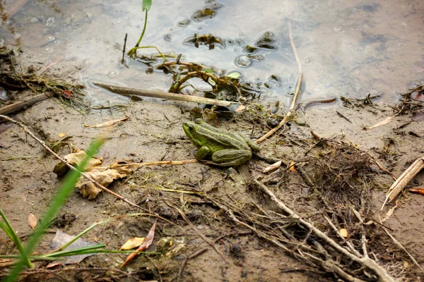 Adult Big Green Frog Sitting Shore Pond Sandy Beach Close — Stock Photo, Image