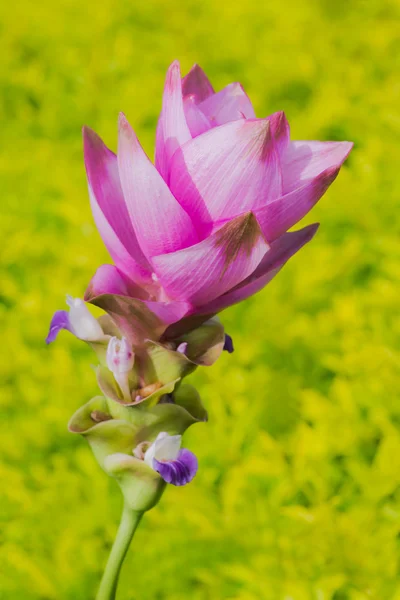 Tulipan siam — Zdjęcie stockowe