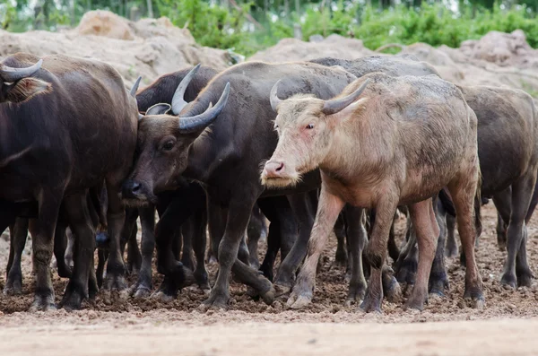 水牛の群れ — ストック写真