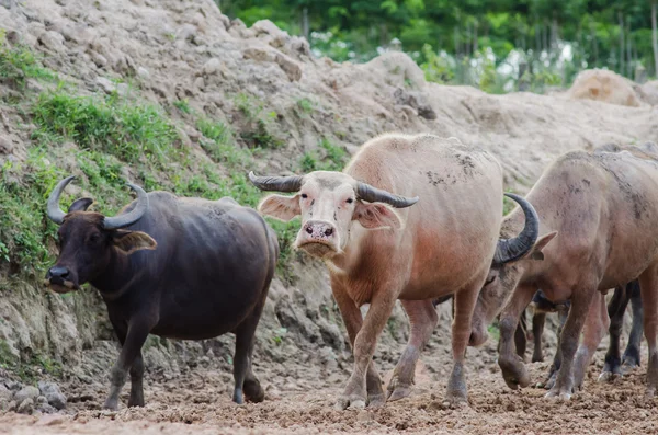 水牛の群れ — ストック写真