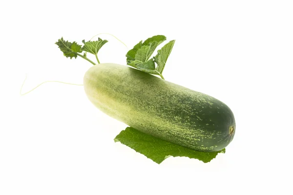 Fresh cucumbers isolated — Stock Photo, Image