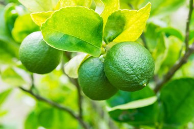 limon ağacı üzerinde