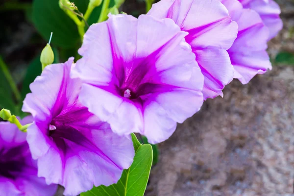 Ipomoea pes-caprae — Stock Photo, Image