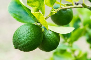limon ağacı üzerinde