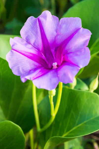 Ipomoea pes-caprae