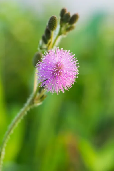 野生の花 pudica ミモザ — ストック写真