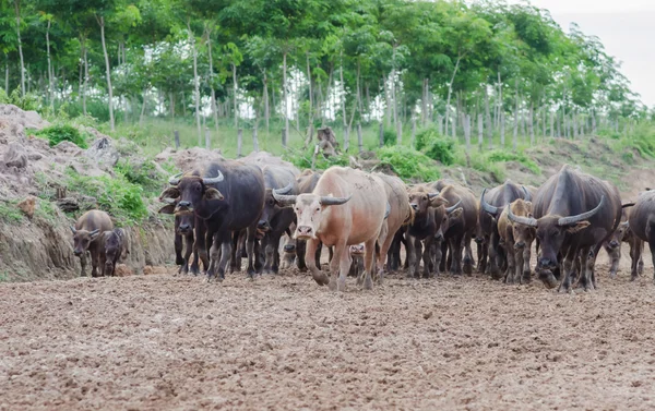 Manada de búfalos — Foto de Stock