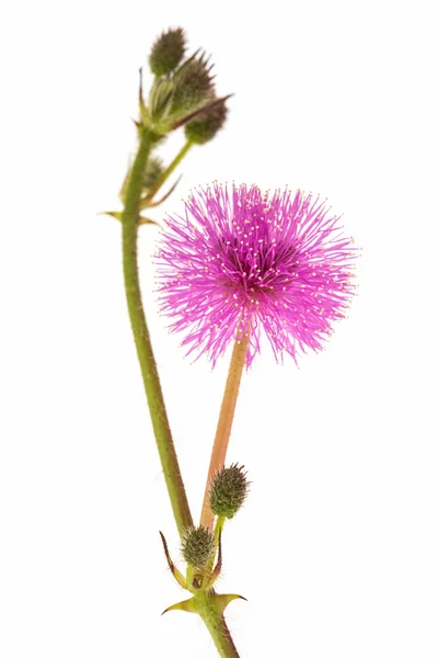 野生の花 pudica ミモザ — ストック写真