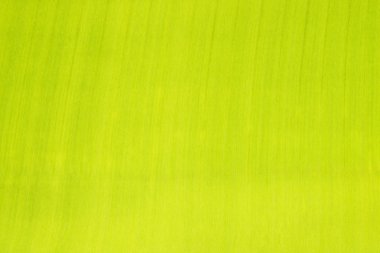 Taze yeşil yaprak dokusu.