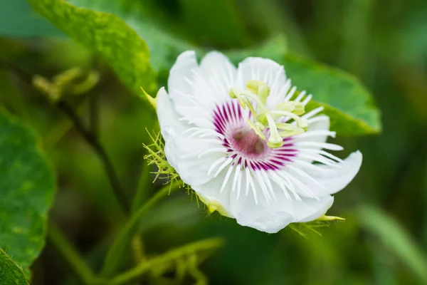 kokuşmuş Çarkıfelek