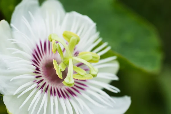 kokuşmuş Çarkıfelek