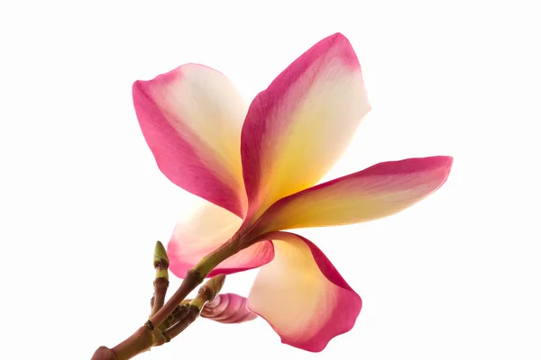 피는 노란색 Plumeria 로열티 프리 스톡 이미지