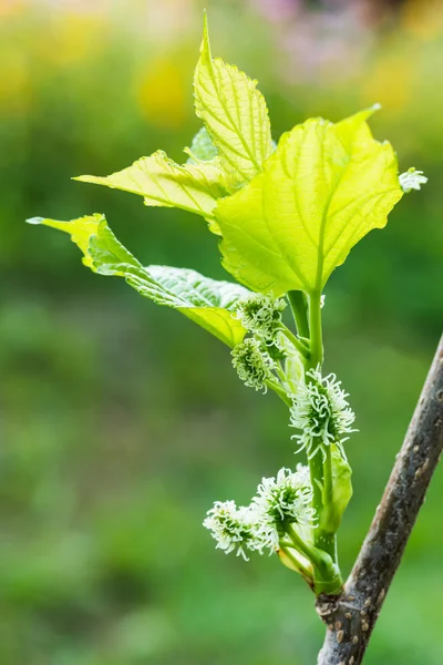 Frische Maulbeere lizenzfreie Stockbilder