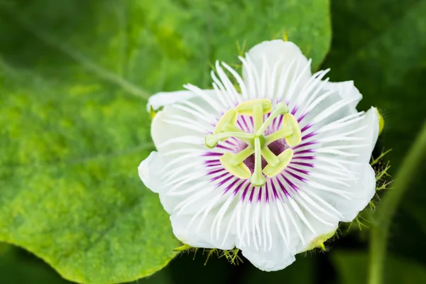 Fetid passionflower — Stock Photo, Image