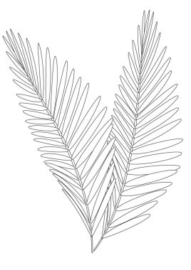 Boyama sayfası, palmiye yaprağı izole edilmiş. Taslak vektör stok çizimi. Yetişkinler için boyama kitabı olarak bitki yaprağı. Renksiz palmiye ağacı. A4 biçiminde resimli boyama kitabı